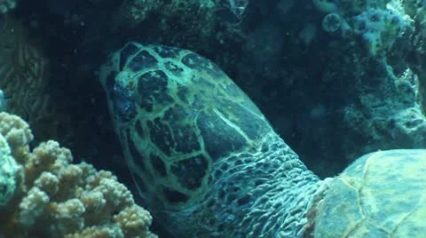 Hawksbill turtle 動画素材 12421932