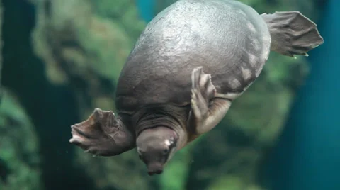 Hawksbill Turtle Vidéo 34727855