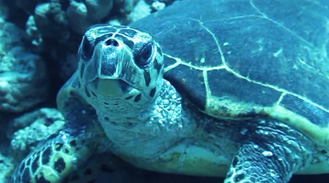 Hawksbill turtle Stock Footage 39500532