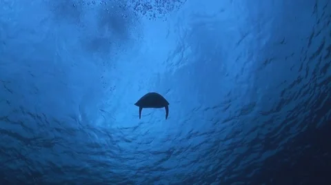 Hawksbill Turtle Stock Footage 51592119