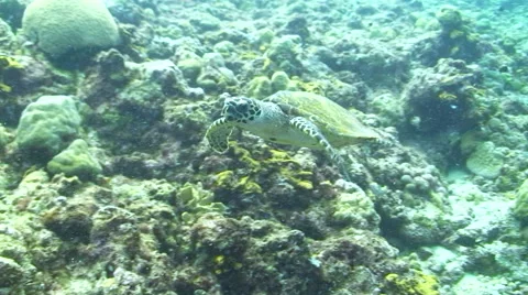 Hawksbill Turtle Video stock 64856060