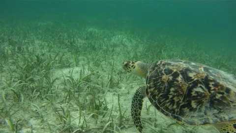Hawksbill Turtle Stock Footage 70109277