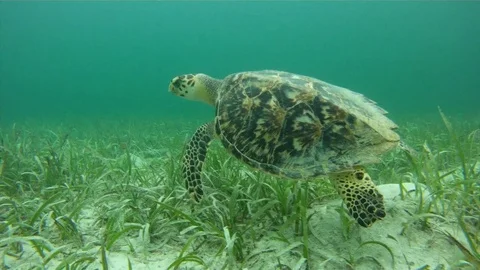 Hawksbill Turtle Stock Footage 70109383