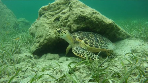 Hawksbill Turtle Stock-Footage 70109575