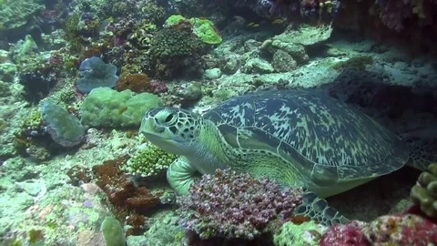 Hawksbill turtle Stock-Footage 78579726