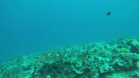 Hawksbill Turtle Video stock 81950438