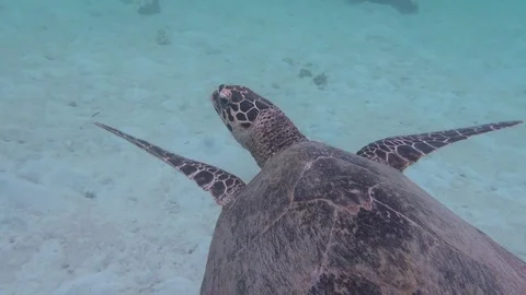 Hawksbill turtle Stock Footage 95733329