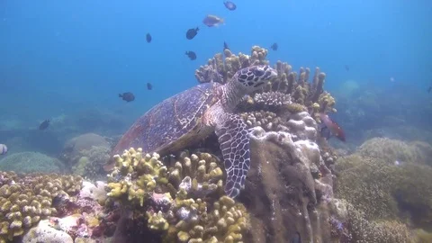 Hawksbill turtle Stock Footage 95733691
