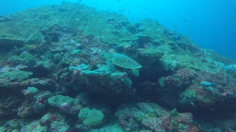 Hawksbill Turtle Stock Footage 97392160