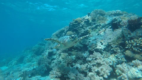 Hawksbill Turtle Vídeo Stock 111401596