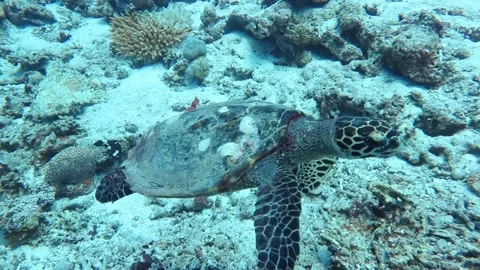 A Hawksbill Turtle Vídeos de archivo 138806518