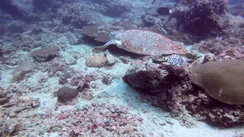 Hawksbill Turtle Stock Footage 139688115