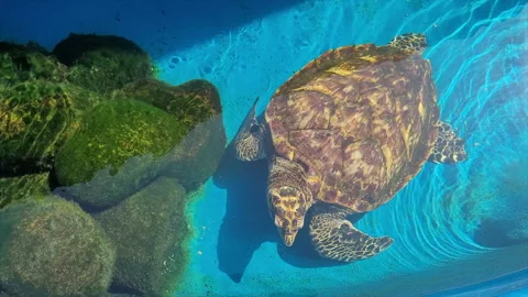 Hawksbill turtle Stock Footage 230495674