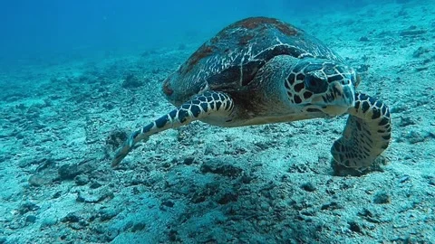 Hawksbill turtle Stock Footage 239145101