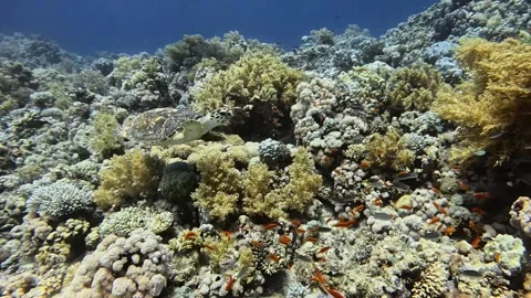 Hawksbill turtle Stock Footage 280681483