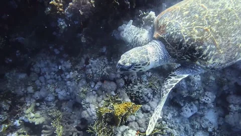 Hawksbill turtle Stock Footage 280681910