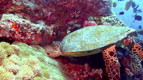 Hawksbill turtle Stock Footage 307148993