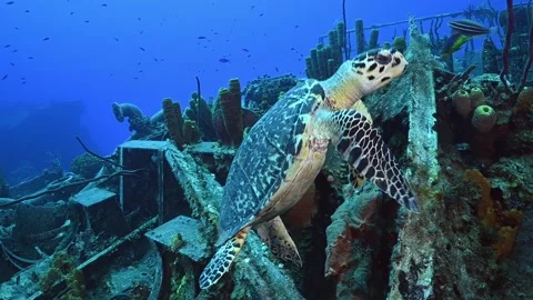 A hawksbill turtle foraging for food within the wreckage of a sunken ship Stock Footage 163618150