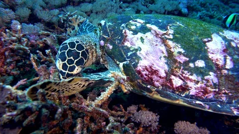 Hawksbill Turtle Foraging Stock Footage 96204355