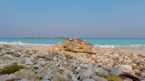 Hawksbill turtle found dead on a beach due to pollution and weakened by Stock Footage 329024279