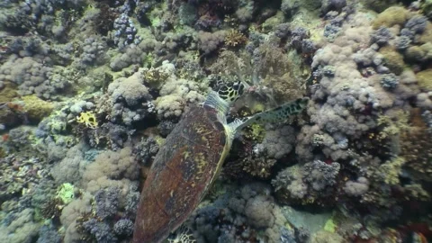 Hawksbill Turtle Gliding Through Vibrant Coral Reefs Stock Footage 319535220
