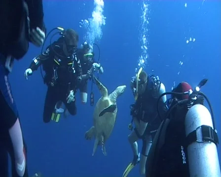 Hawksbill turtle harrased by divers Stock Footage 508870