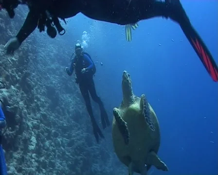 Hawksbill turtle harrased by divers Video stock 508970