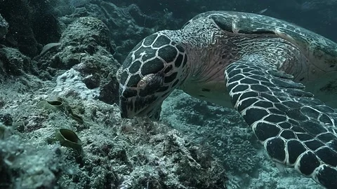 Hawksbill turtle head close-up with scale cross Stock Footage 314968552