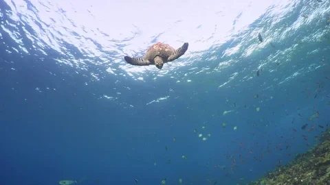 Hawksbill Turtle Heading to the Reef from the Surface Video stock 81945490