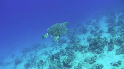 Hawksbill Turtle - High angle view Stock Footage 737359