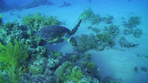 Hawksbill turtle  - High angle view Stock Footage 881549