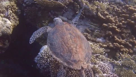 Hawksbill turtle hovers just above beautiful corals in the sea from egypt Stock Footage 150940796
