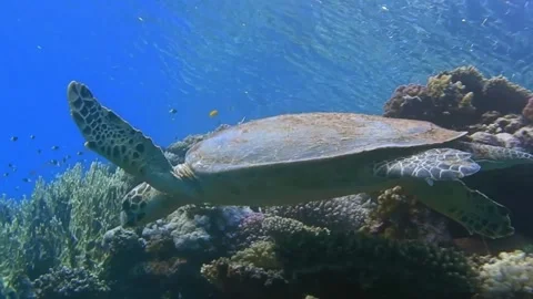 Hawksbill turtle hovers over beautiful corals while diving the red sea Stock Footage 150940036