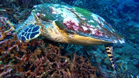 Hawksbill Turtle On The Hunt Stock Footage 96205478
