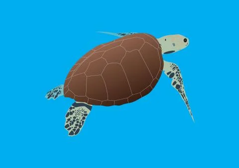 Hawksbill turtle イラスト素材