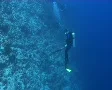 Hawksbill turtle interacting with divers SD Footage