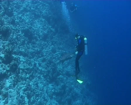 Hawksbill turtle interacting with divers Video stock 461457