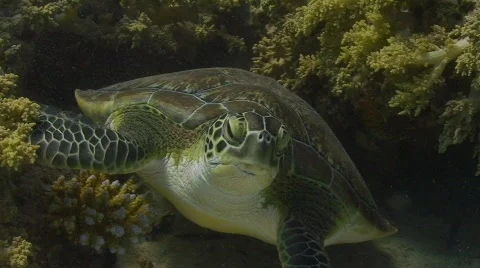 Hawksbill turtle - juvenile Stock Footage 571579