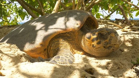 Hawksbill turtle in labor laying eggs in Cousin Island in Seychelles Stock Footage 101245640