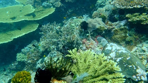 Hawksbill turtle laying down over healthy hard and soft coral reef Video stock 112465746