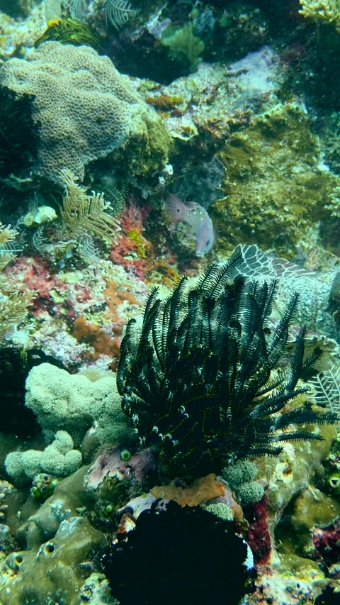 Hawksbill turtle laying down over healthy hard and soft coral reef Video stock 228830289