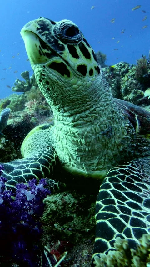 Hawksbill turtle laying down over reef chewing and swallowing food Stock Footage 228830313