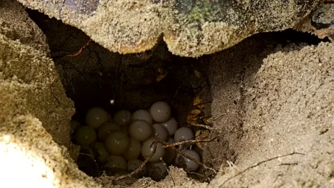 Hawksbill Turtle laying eggs on a pile of eggs into a dug nest Stock Footage 138768381