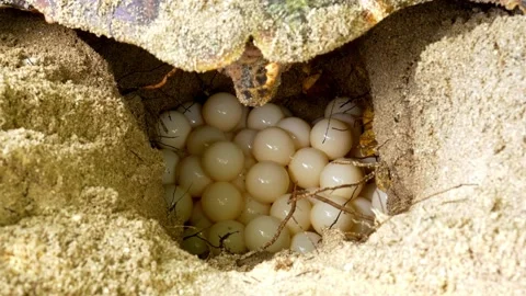 Hawksbill Turtle laying many eggs in sand hole nest Stock Footage 132492103