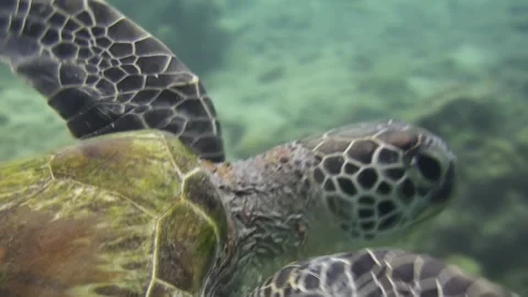 Hawksbill turtle leaves its protective resting place under a coral block Stock Footage 275193105