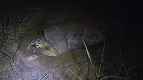 Hawksbill Turtle, Malaysia Stock-Footage 113218632