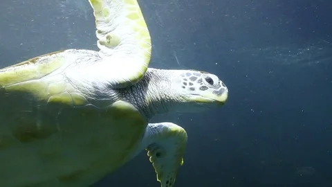 Hawksbill turtle Moving forward to camera Stockbeeldmateriaal 73799533