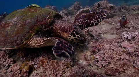 Hawksbill turtle munching Stock Footage 58303107