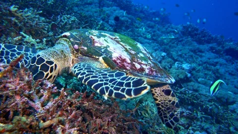 Hawksbill Turtle Munching Stock Footage 96205443