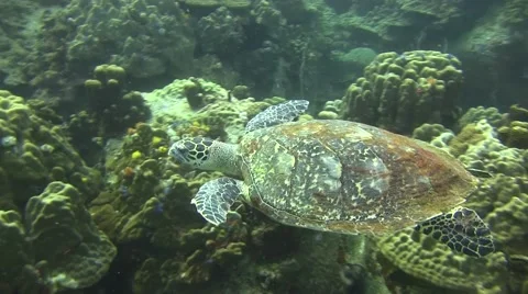 Hawksbill Turtle non Colour Corrected 库存影片 61181646
